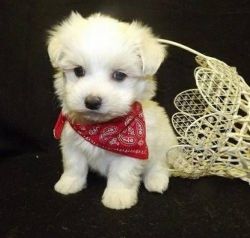 cute maltese puppies for adoption