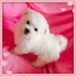 Kennel Club Registered Maltese Puppy Girl