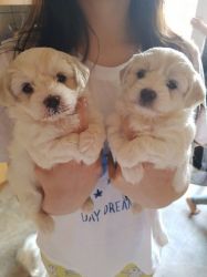 Adorable Maltese Pedigree Puppies.