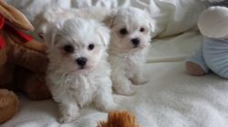 Maltese Females And Male Puppies Kc Registered