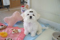 Very cute and lovable Maltese puppies