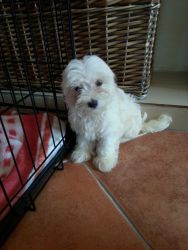 Teacup Maltese for Re-Homing