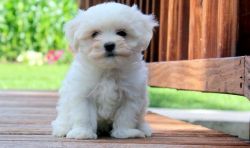 lovable Maltese puppy