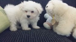 Stunning white Maltese puppies.