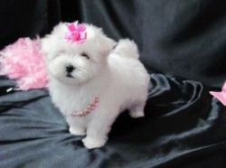 Pure white Teacup Maltese Puppies