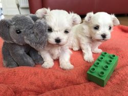 Tiny Maltese Puppies Kc Reg - One Girl Left