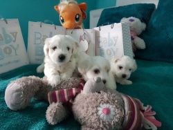 Stunning Small Maltese Terriers ( Bitches)puppies