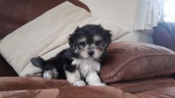 Tiny Kc Reg Maltese Puppy's For Sale