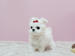 Beautiful Teacup Maltese Puppies For Sale