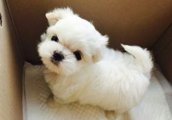 Pure Breed AKC Maltese Puppies