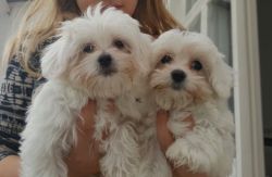 Pedigree Maltese Puppies Available Now