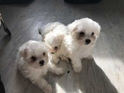 Precious Maltese Puppies for sale
