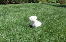ome Trained Maltese Puppies Available For New Home