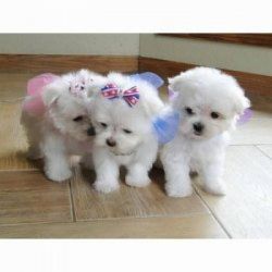 Affectionate Kc Reg Maltese Puppies Ready Now