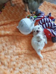 Stunning Maltese Puppy Share Tweet +1 Pin it