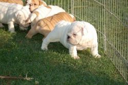 Cute English Bulldog Puppies For Sale