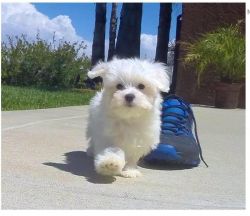 cute Maltese puppy