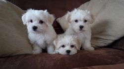 Kc Reg Maltese Puppies