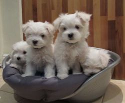 Trust Kennel Maltese Pups For Sale