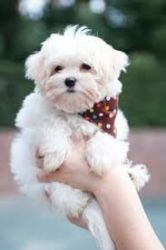 Sweet & Playful Maltese Puppies For Adoption Text (xxx) xxx-xxx2