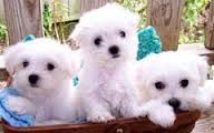 Adorable CKC Registered Maltese Puppies