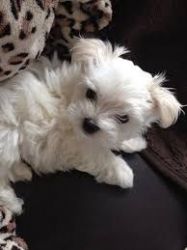 Amazing maltese babies ready for homing