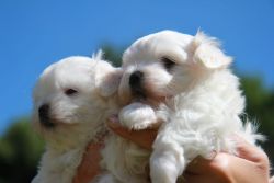 Affectionate Maltese Puppies For Adoption Npw