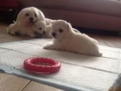 Tiny Show Quality Maltese Puppies