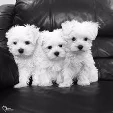 White Maltese Puppies Available. Text (xxx) xxx-xxx2