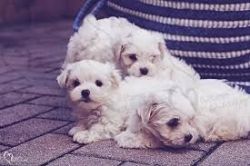 Adorable Little Maltese Puppies For Adoption. Text (xxx) xxx-xxx2