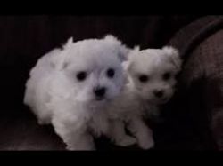 Amazing White Teacup Maltese Puppies. Text (xxx) xxx-xxx2