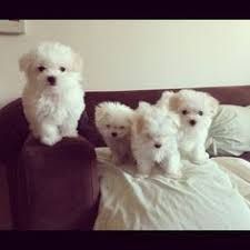 Lovely White Teacup Maltese Puppies. Text (xxx) xxx-xxx2