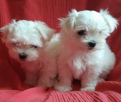 Super Adorable AKC Teacup Maltese Puppies