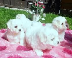 Stunning White Teacup Maltese Pups. Text (xxx) xxx-xxx2