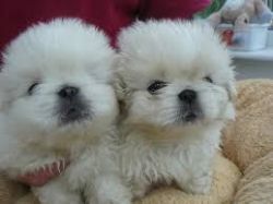 Teacup Maltese Pups Available Now. Text (xxx) xxx-xxx2