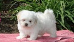 Beautiful White Teacup Maltese Puppies. Text (xxx) xxx-xxx2