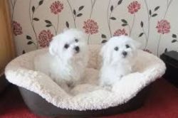 male and female purebred Maltese available