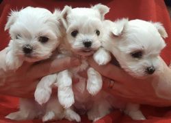 Beautiful AKc Reg Maltese Babies For sale