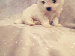 Outstanding Tiny Kc Registered Maltese Puppies