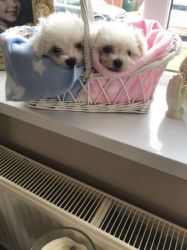 Two teacup Maltese puppies