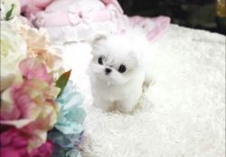 Maltese puppies ready for adoption