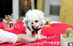Beautiful Micro Teacup Maltese puppies for sale