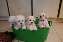 Super Adorable xmas Teacup Maltese Puppies