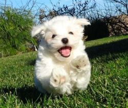 Beautiful Maltese puppy for sale