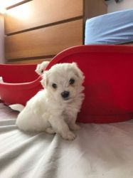 Tiny Baby Maltese Pups Kc Reg