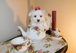 Well Trained Maltese puppies for a new home care
