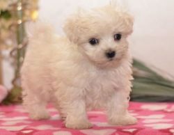 These cute and active Maltese puppies for sale.