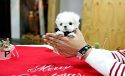 Cute and Healthy white Maltese puppies Available
