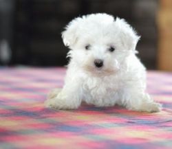 Adorable little Maltese puppies For Sale.