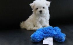 Sweet Teacup Maltese Puppies For Sale.